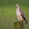 Common Buzzard